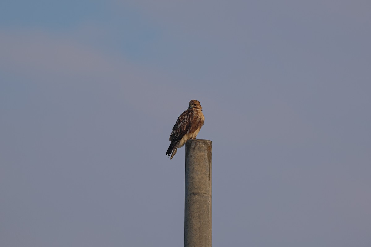Eastern Buzzard - ML626935461