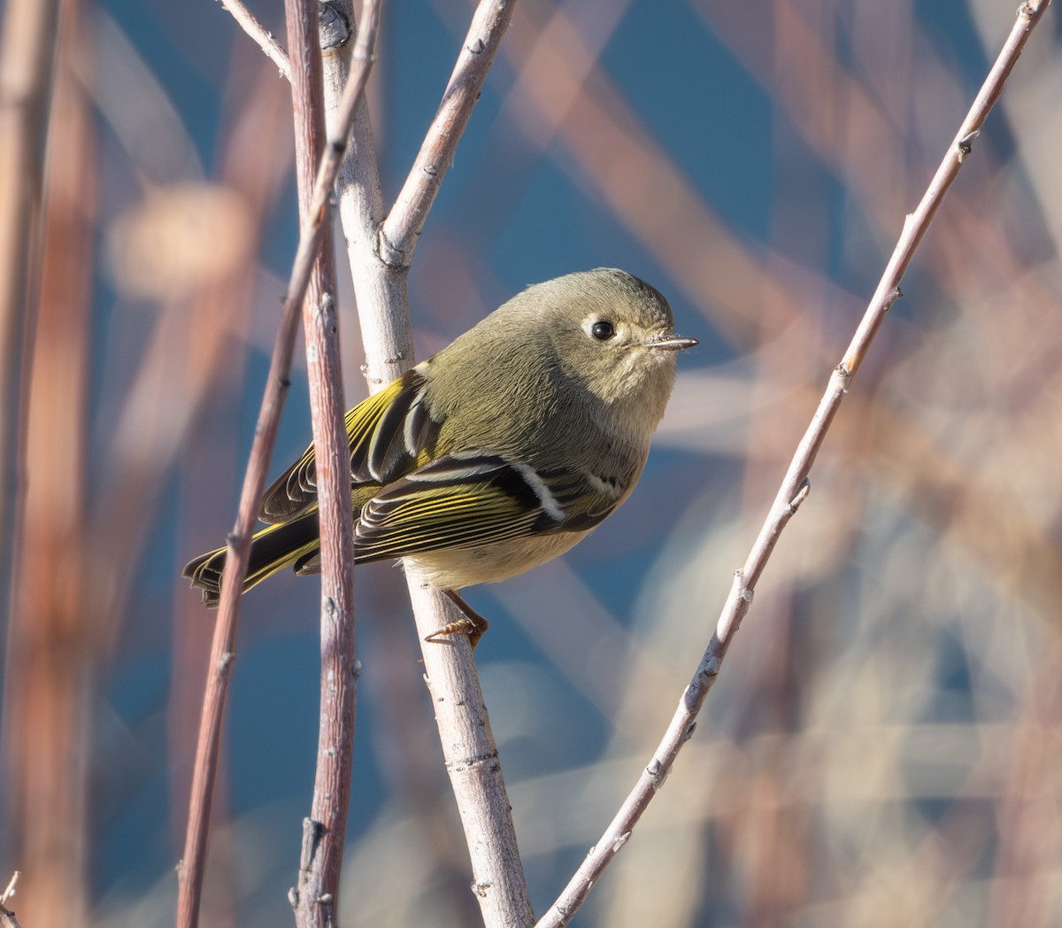 Ruby-crowned Kinglet - ML626935497