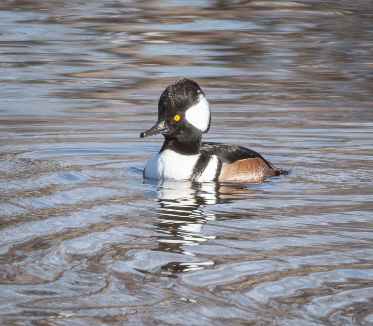 Hooded Merganser - ML626935620