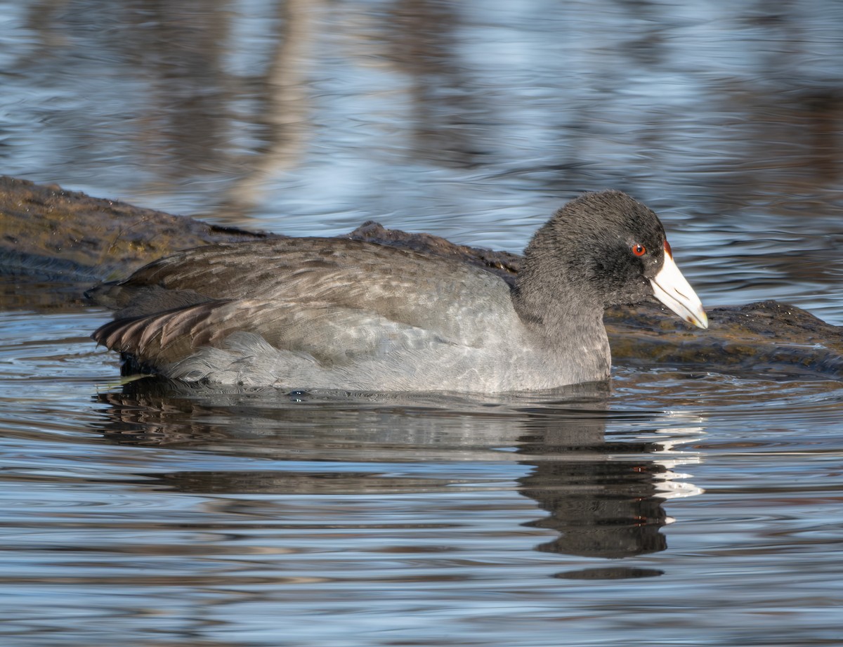 American Coot - ML626935724