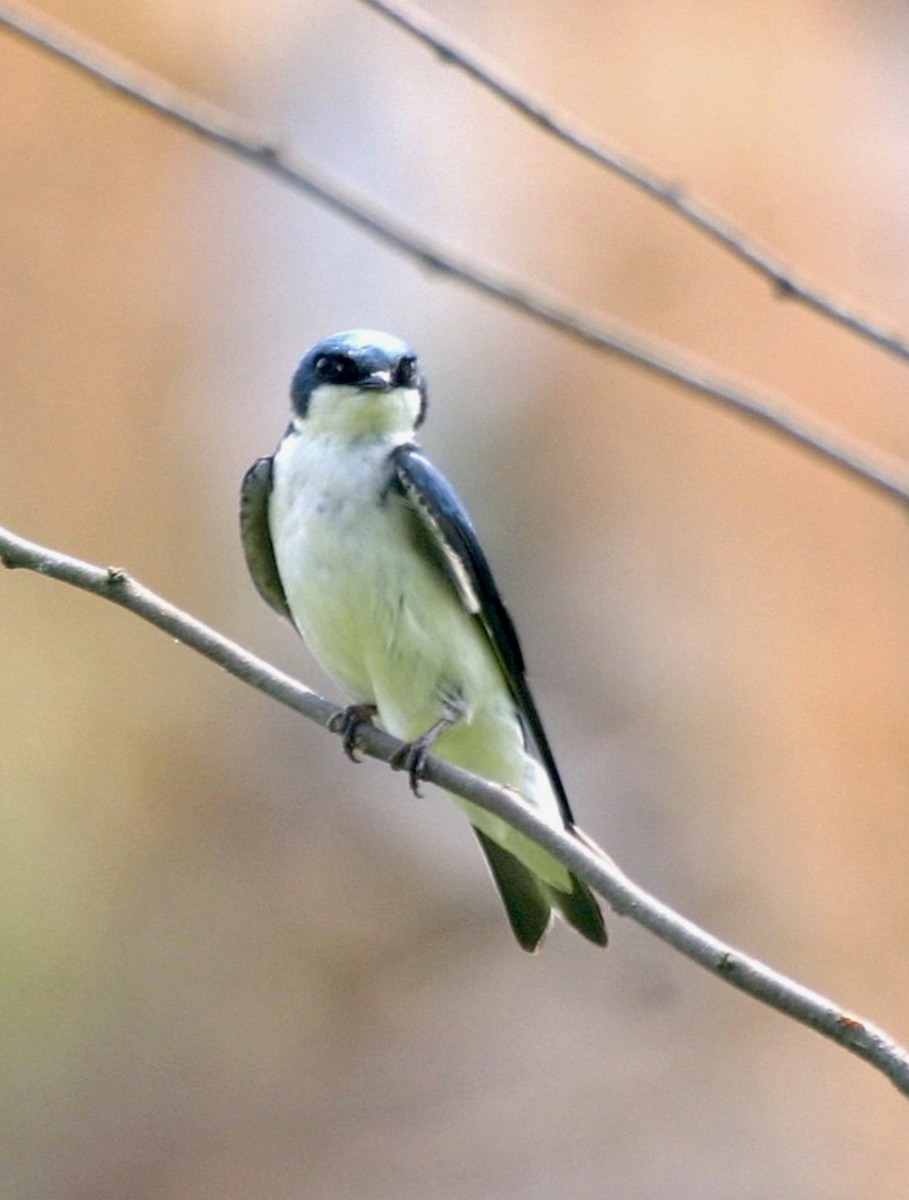 Hirondelle bicolore - ML626935771