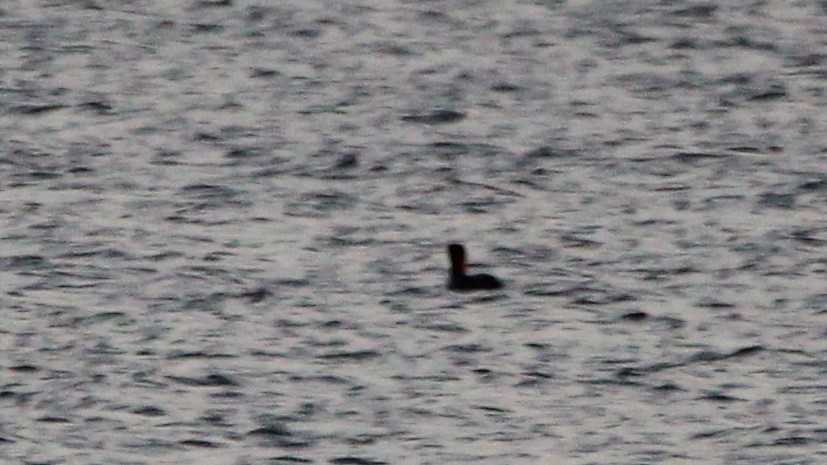 Black Scoter - ML626935815