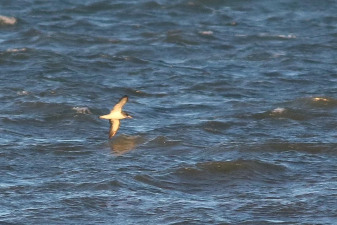 Cory's/Scopoli's Shearwater - ML626935832