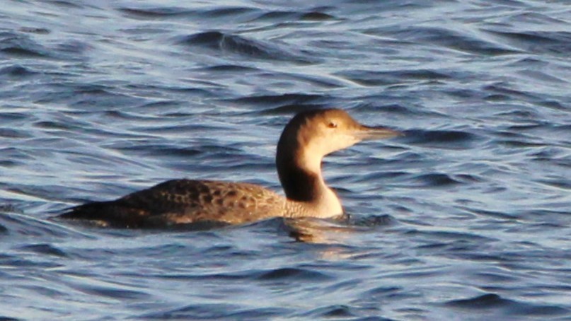 Common Loon - ML626935833