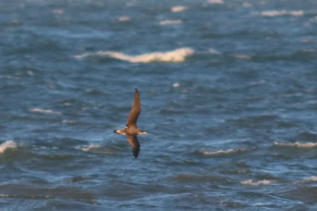 Cory's/Scopoli's Shearwater - ML626935835