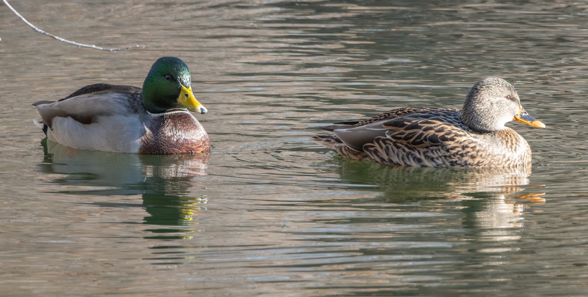 Mallard - ML626935849