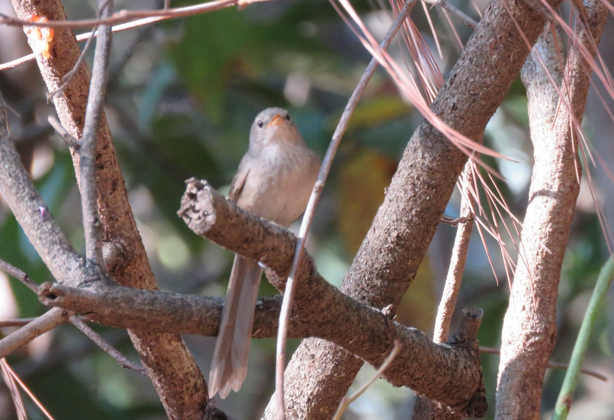 Malagasy Brush-Warbler (Malagasy) - ML626935852