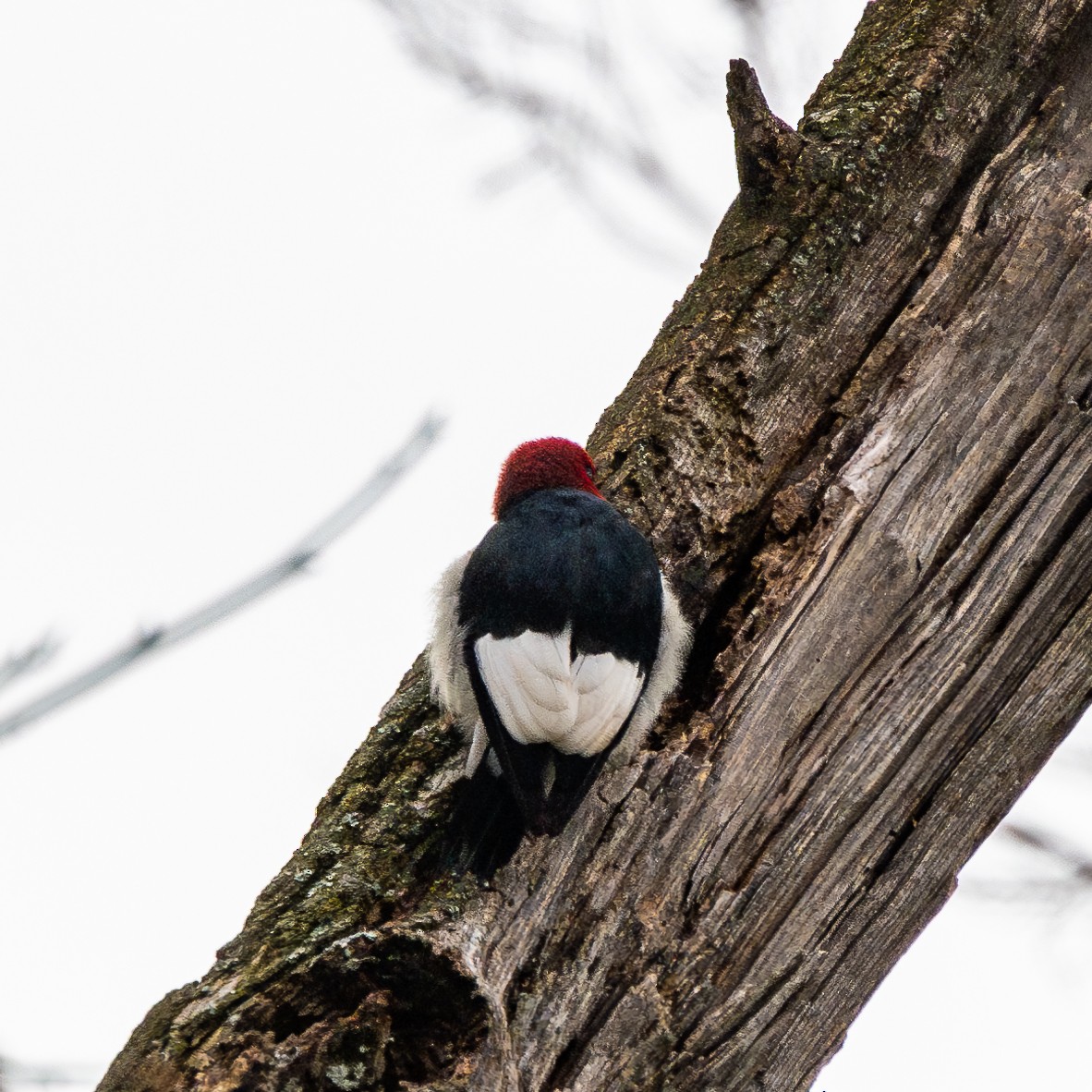 Red-headed Woodpecker - ML626935936