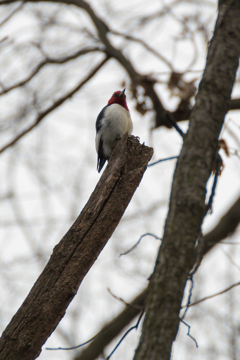 Red-headed Woodpecker - ML626935937