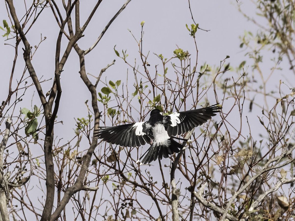 White-winged Triller - ML626935941