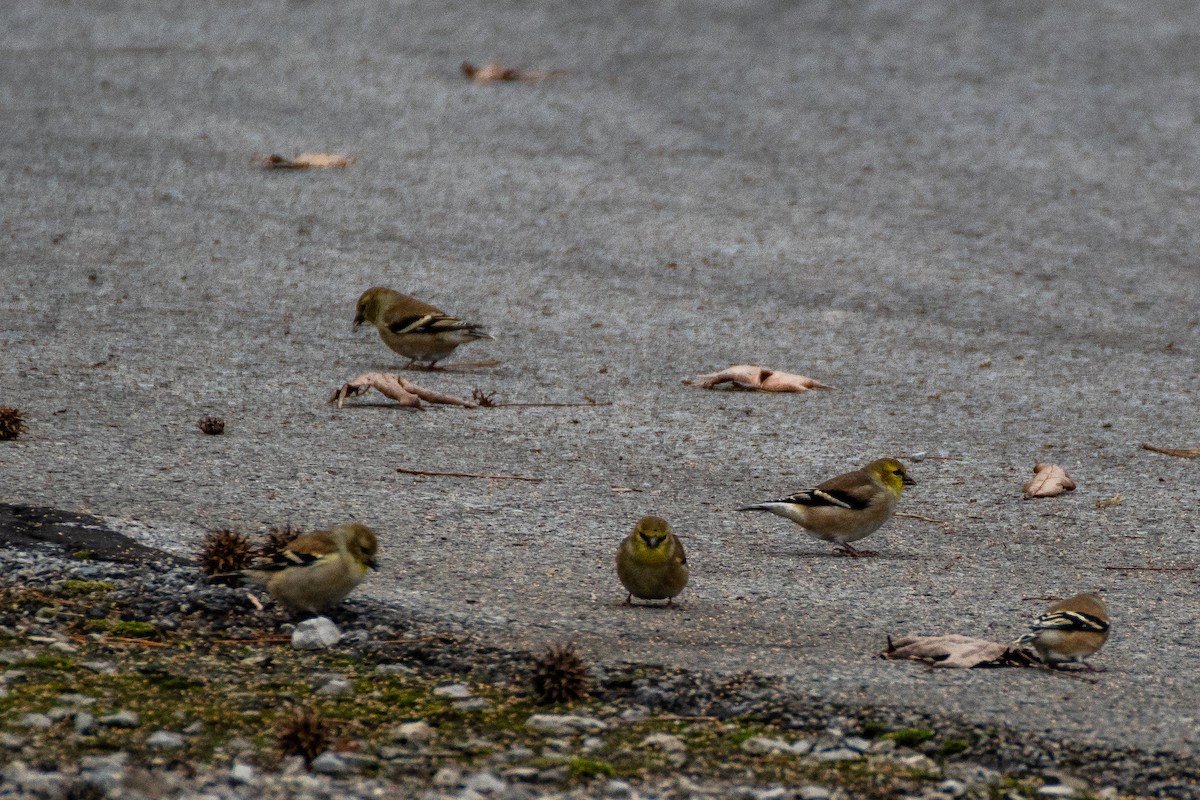 American Goldfinch - ML626935945