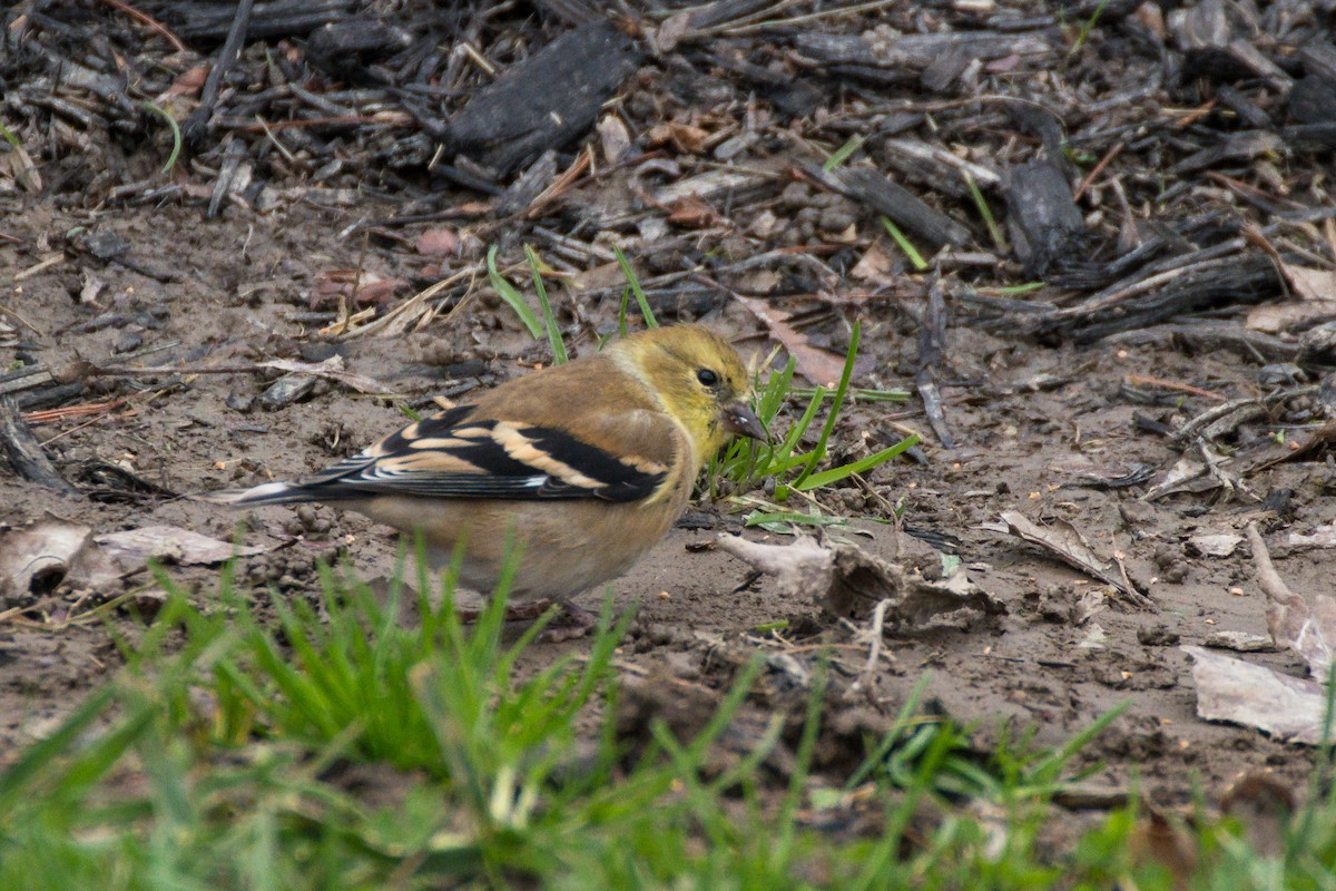 American Goldfinch - ML626935946