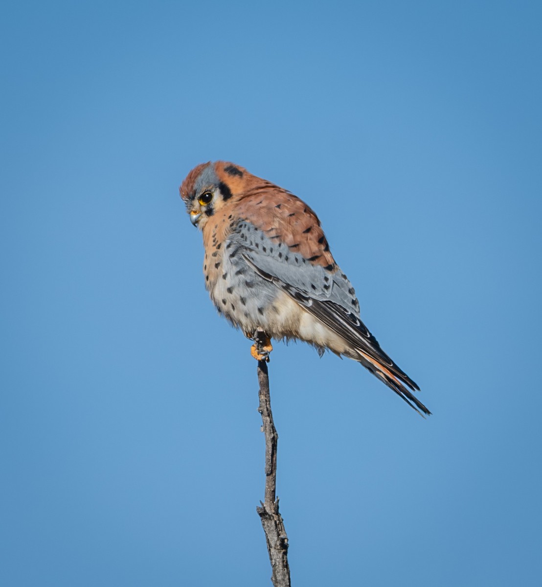 American Kestrel - ML626935966