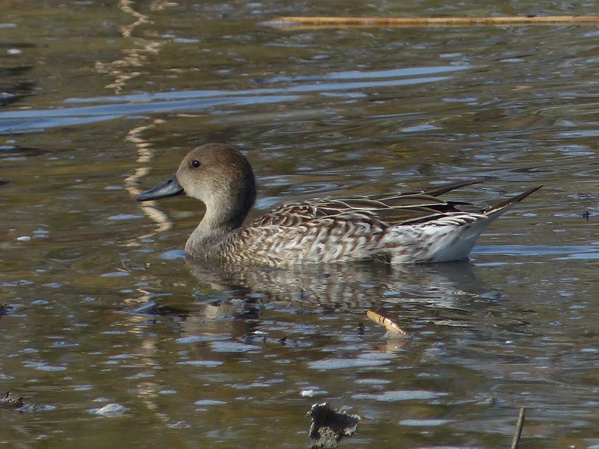 Northern Pintail - ML626936024