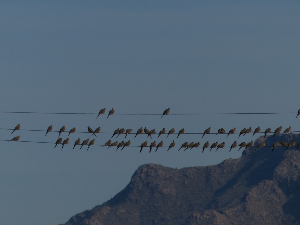 Mourning Dove - ML626936028
