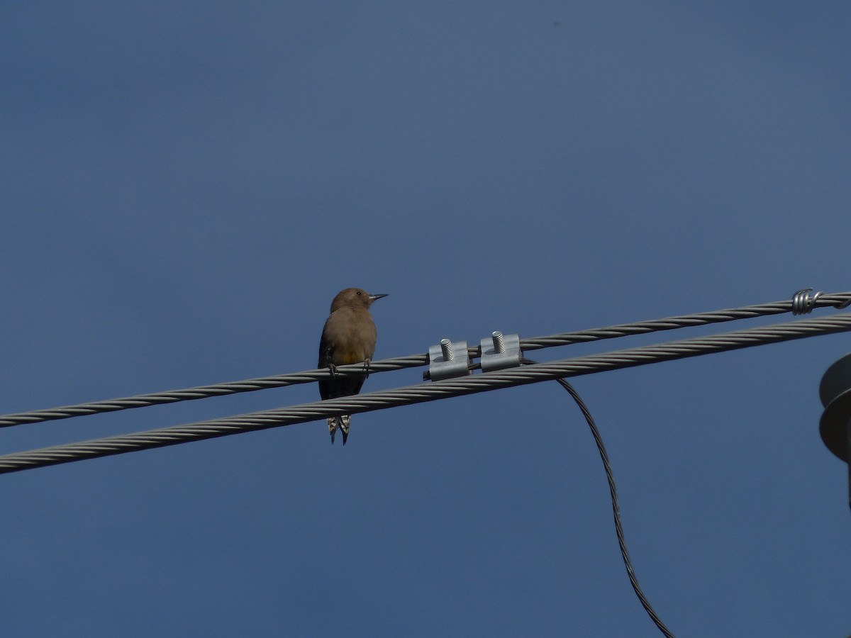 Gila Woodpecker - ML626936066