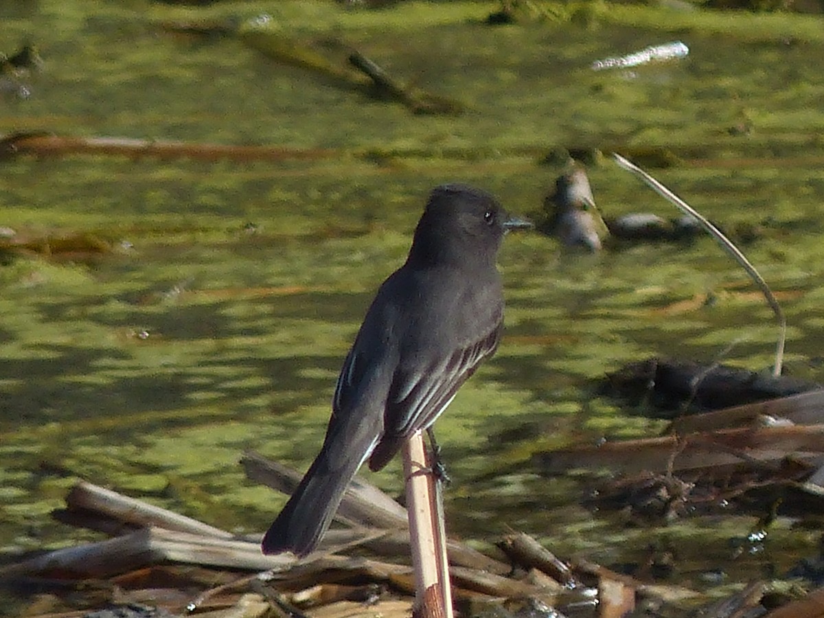 Black Phoebe - ML626936074