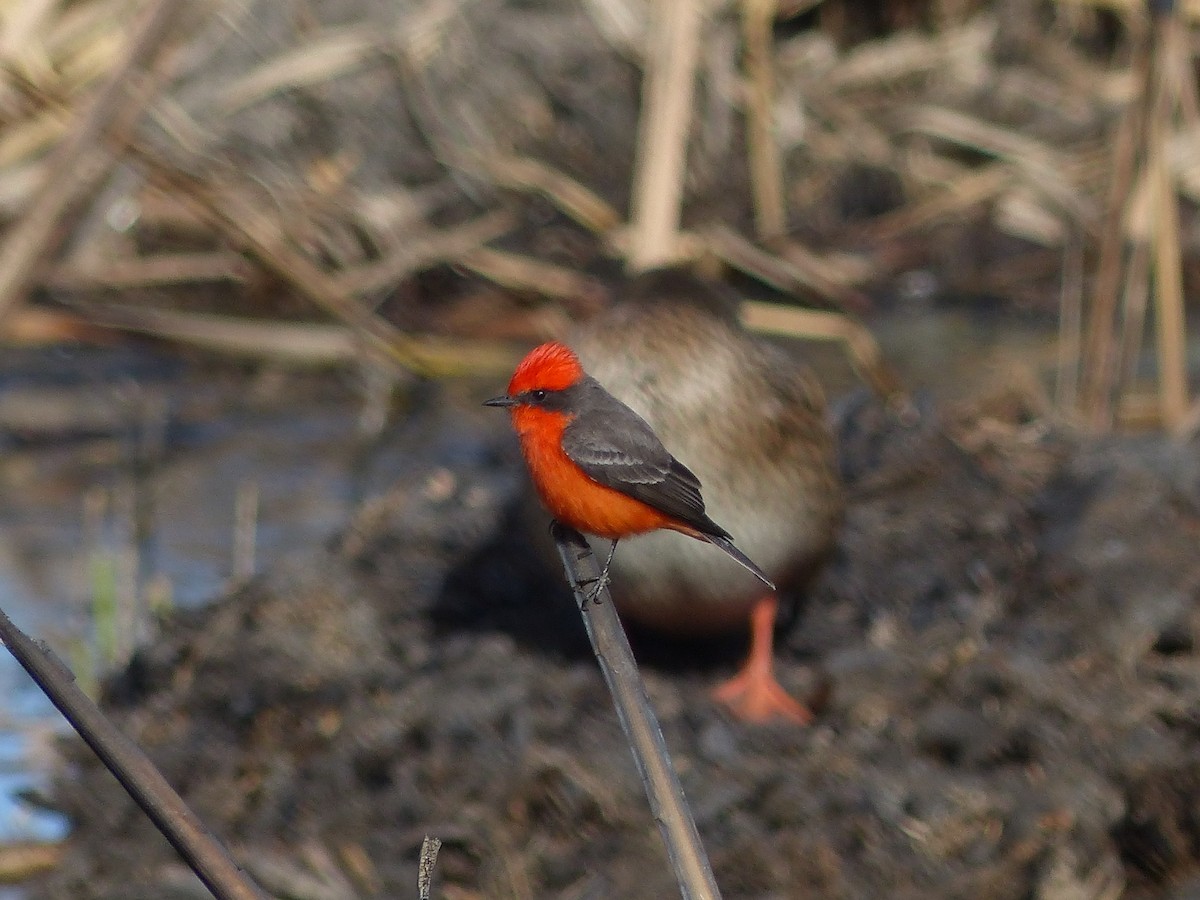 Vermilion Flycatcher - ML626936084
