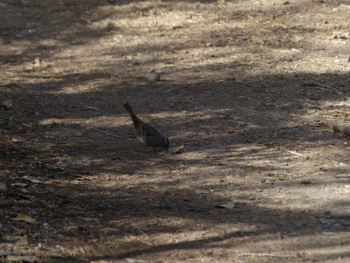 White-crowned Sparrow - ML626936093