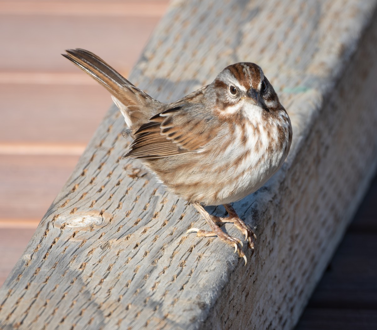 Song Sparrow - ML626936095