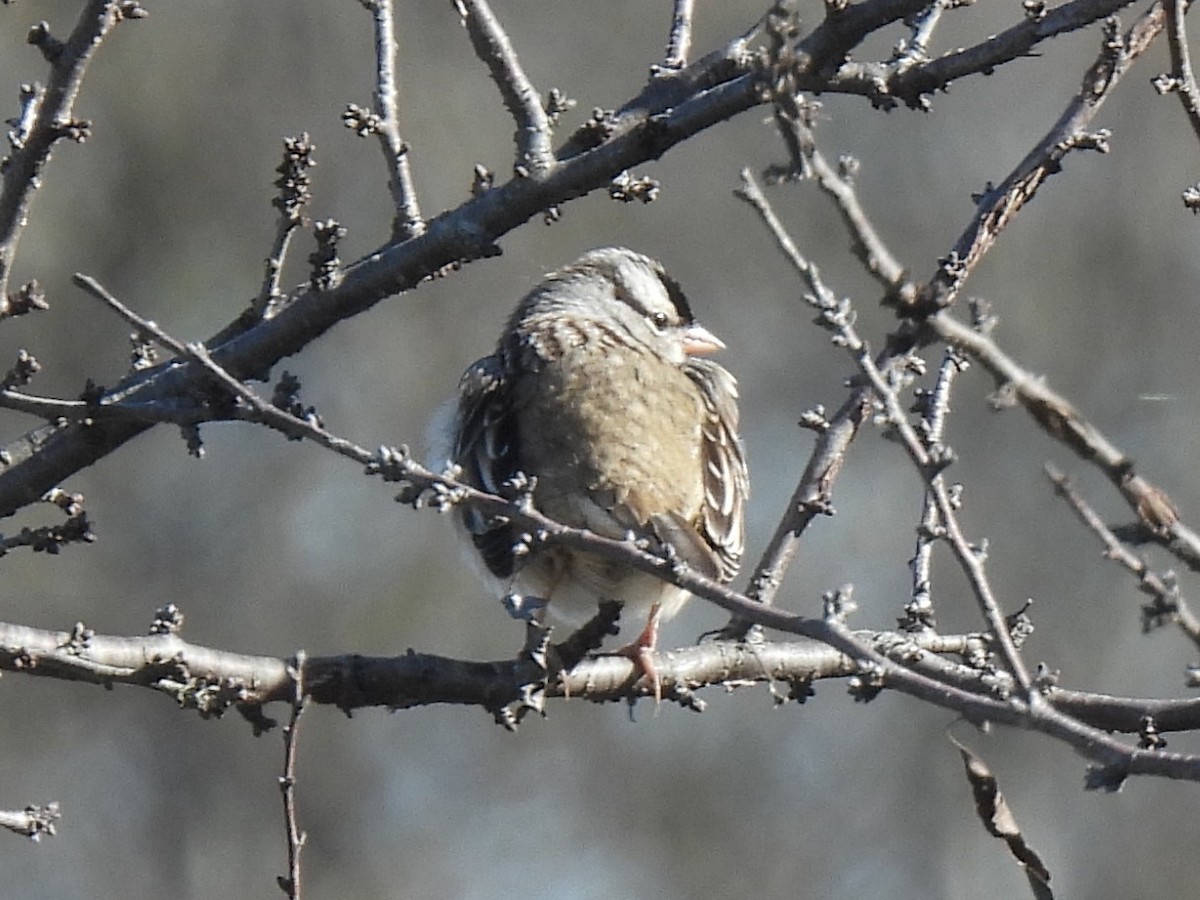 White-crowned Sparrow - ML626936187