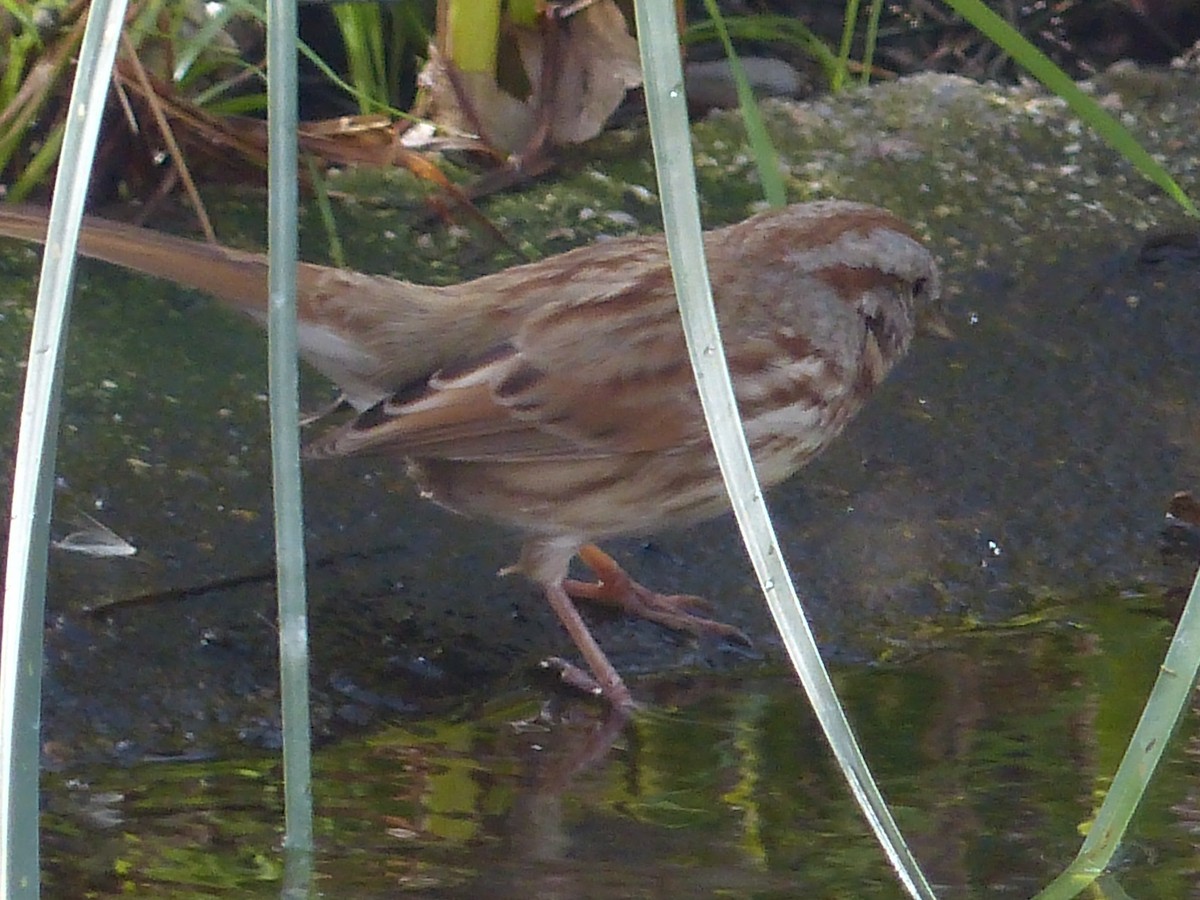 Song Sparrow - ML626936226