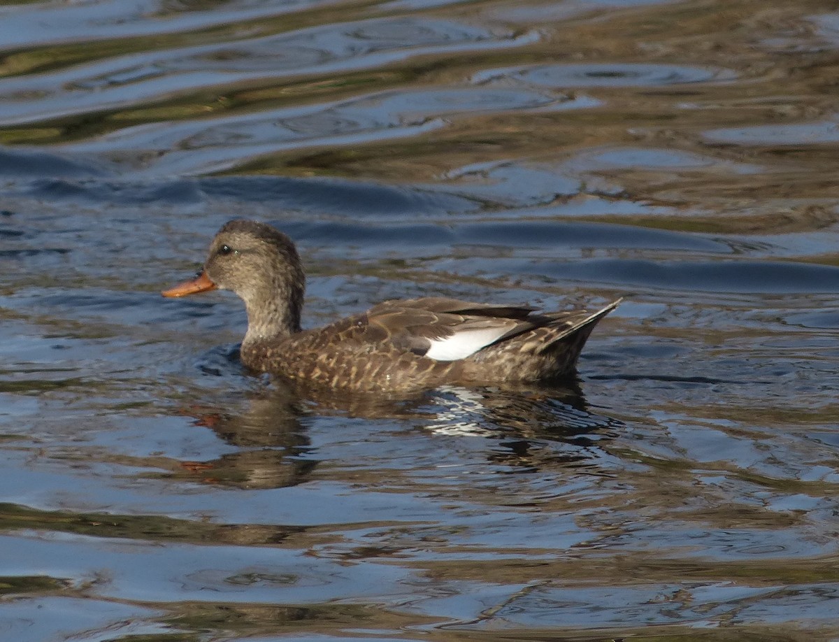 Gadwall - ML626936244