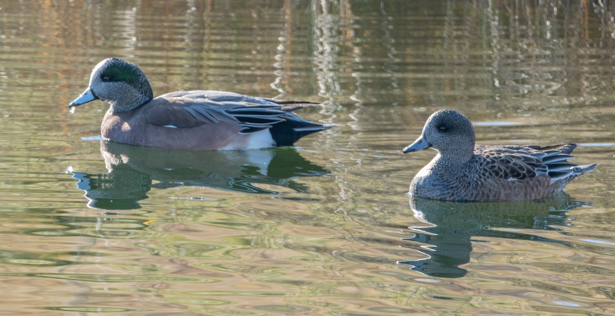 American Wigeon - ML626936283