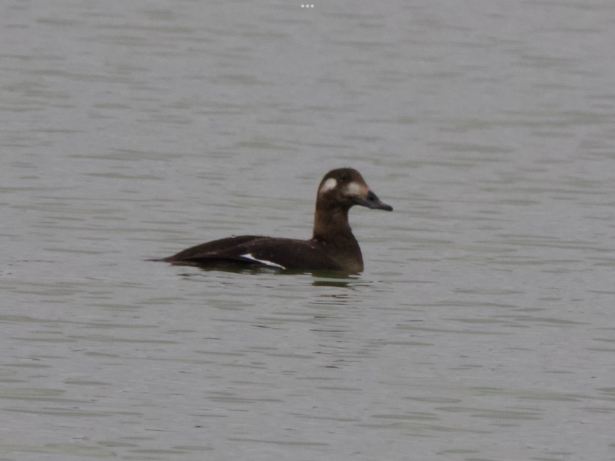 White-winged Scoter - ML626936354