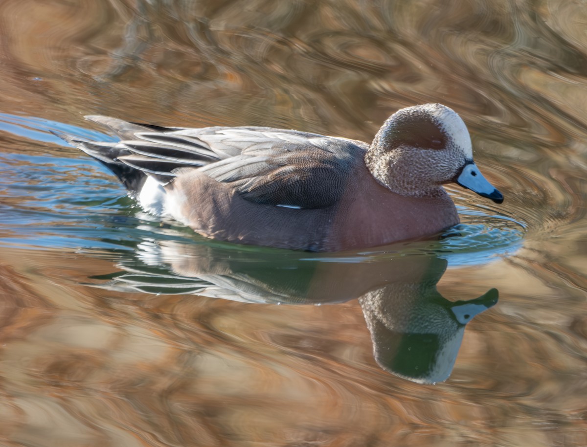 American Wigeon - ML626936443