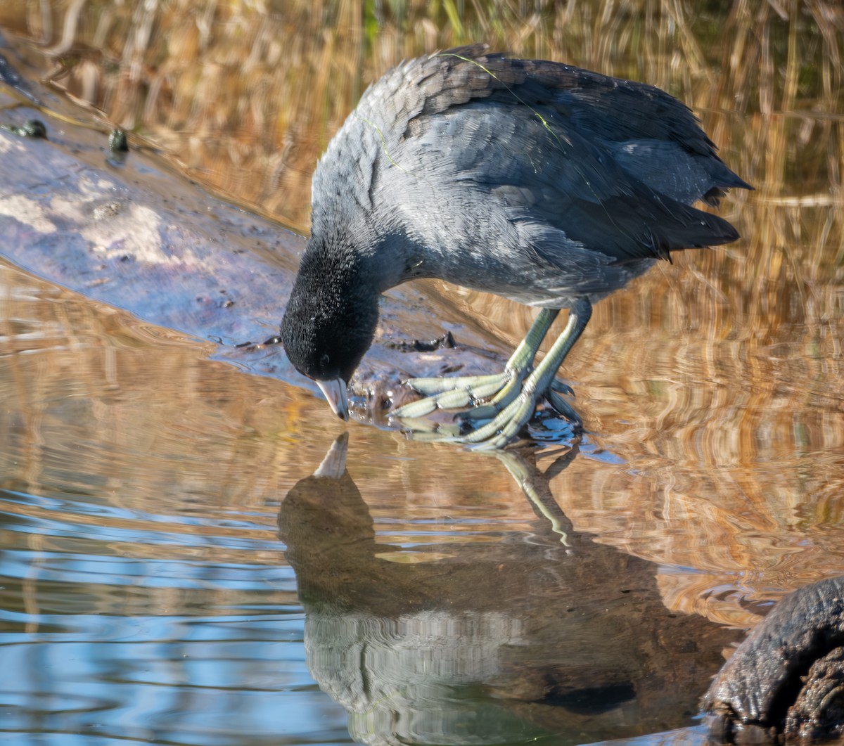 American Coot - ML626936540