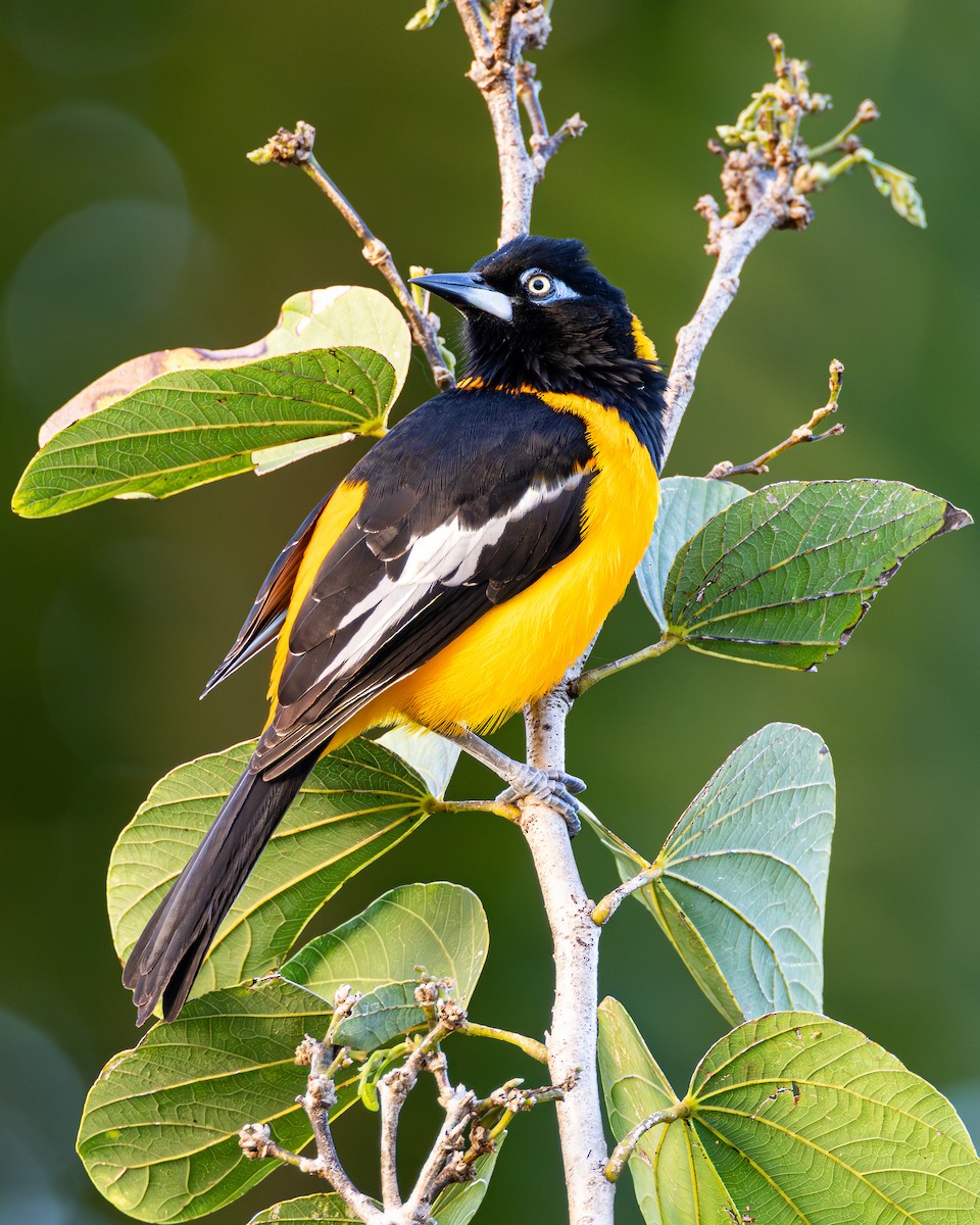 Venezuelan Troupial - ML626936544