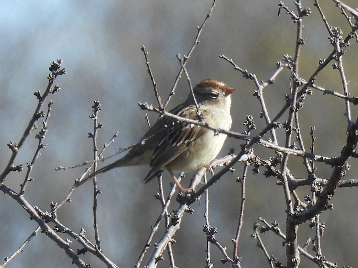 White-crowned Sparrow - ML626936920