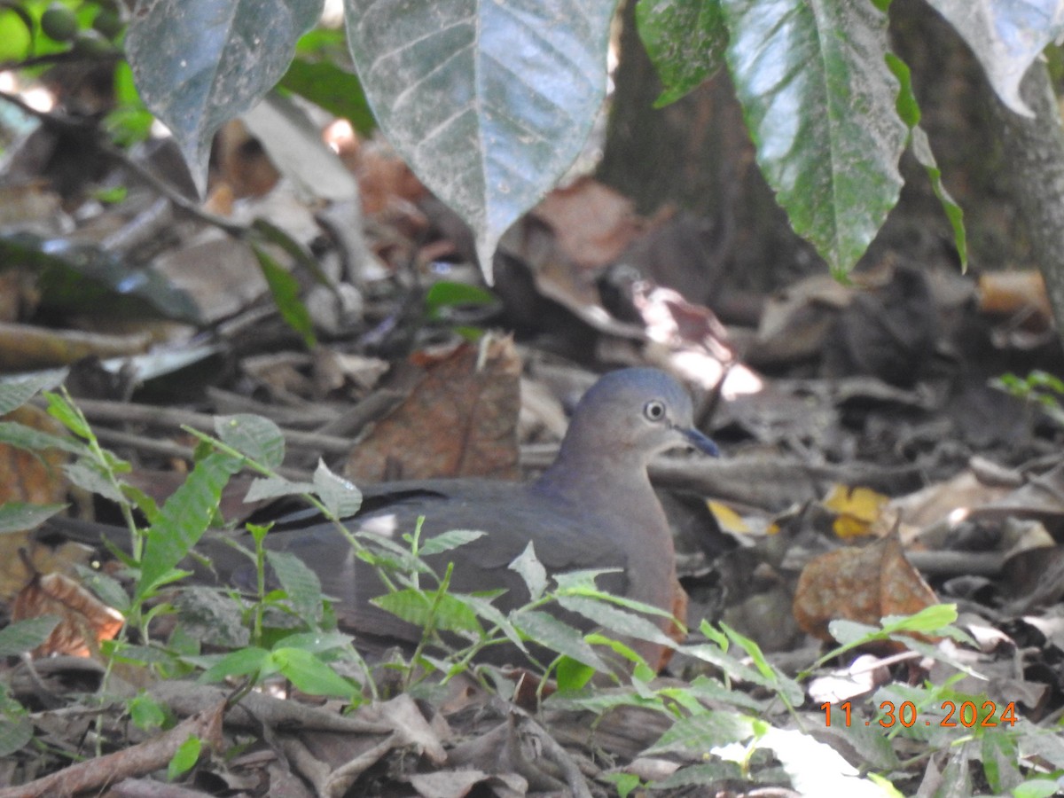 Tolima Dove - ML626937170