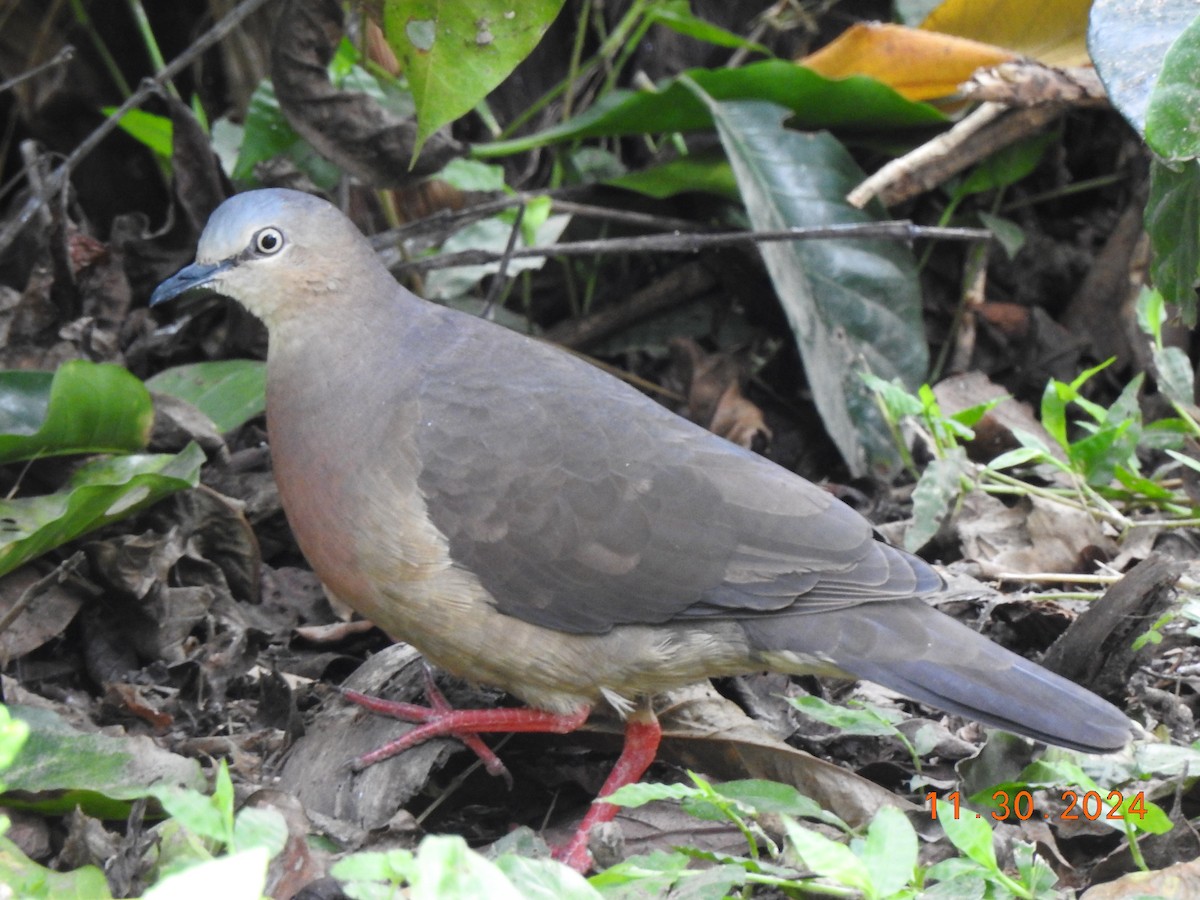 Tolima Dove - ML626937171