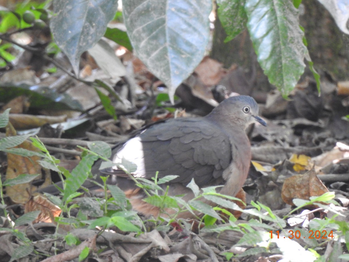 Tolima Dove - ML626937173