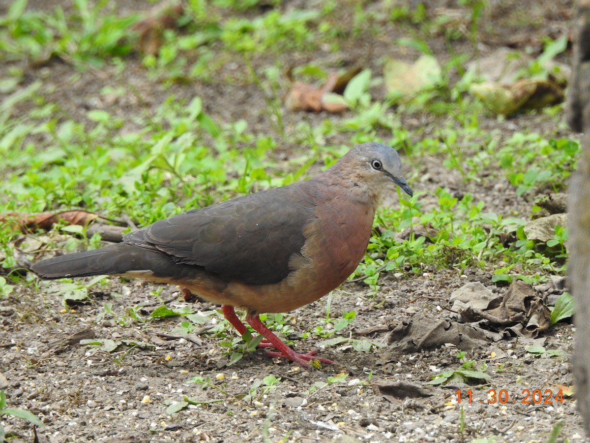 Tolima Dove - ML626937180