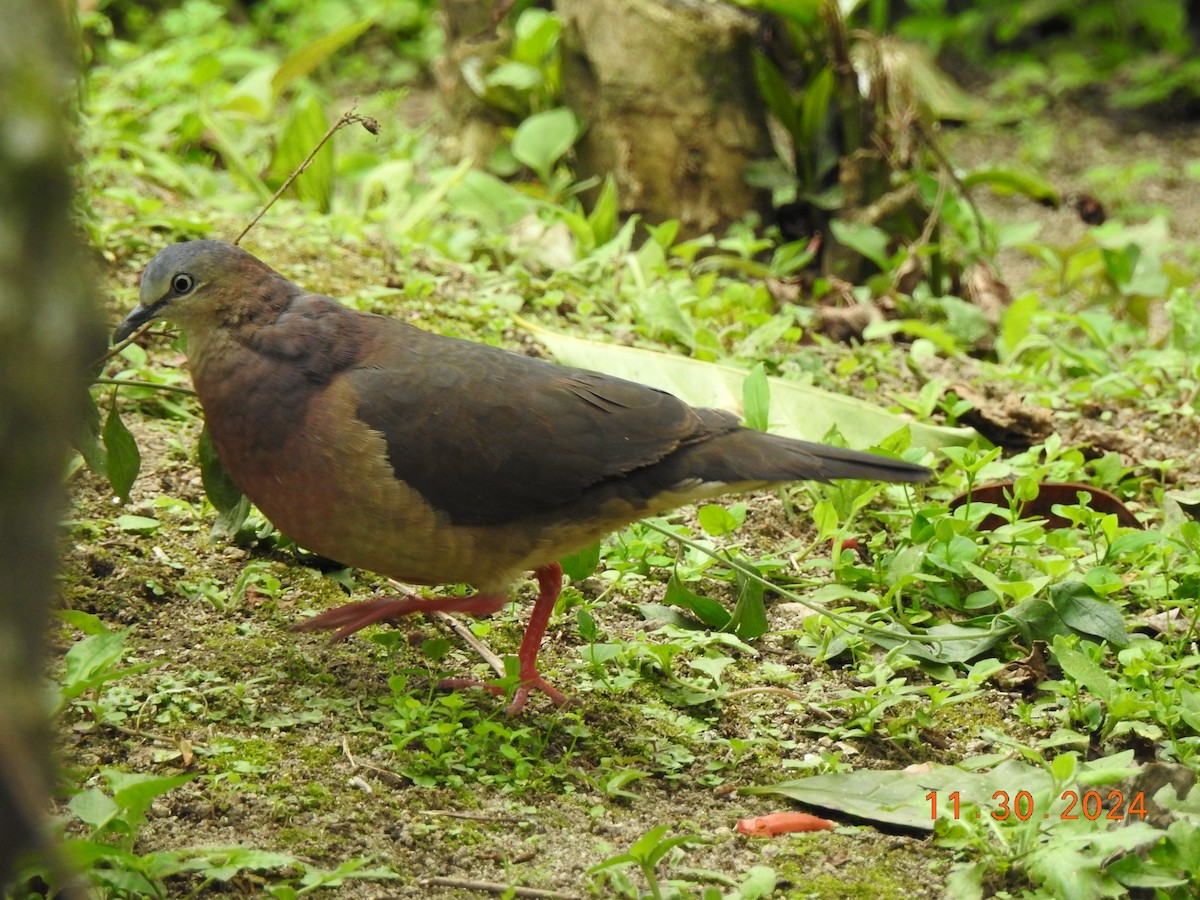 Tolima Dove - ML626937182