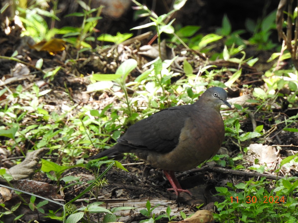 Tolima Dove - ML626937183