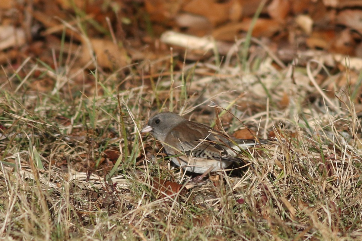 Dark-eyed Junco - ML626937226