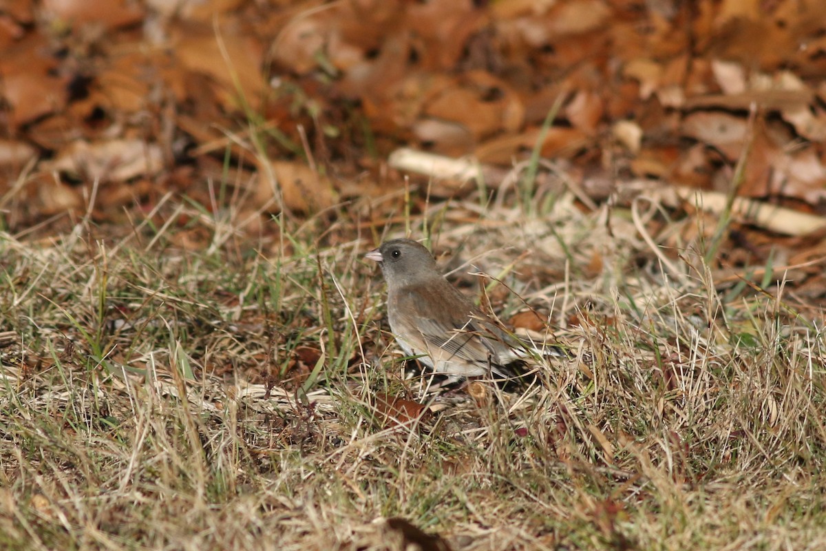 Dark-eyed Junco - ML626937240