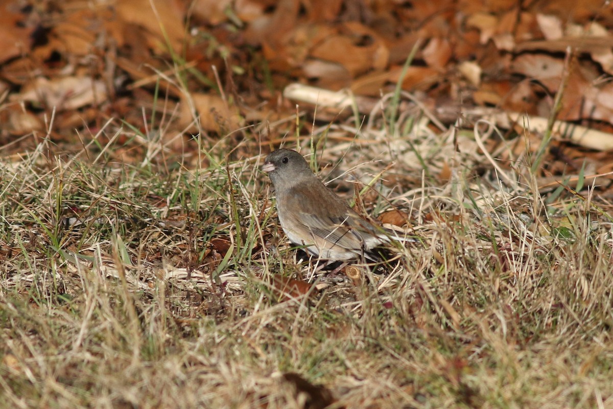 Dark-eyed Junco - ML626937254