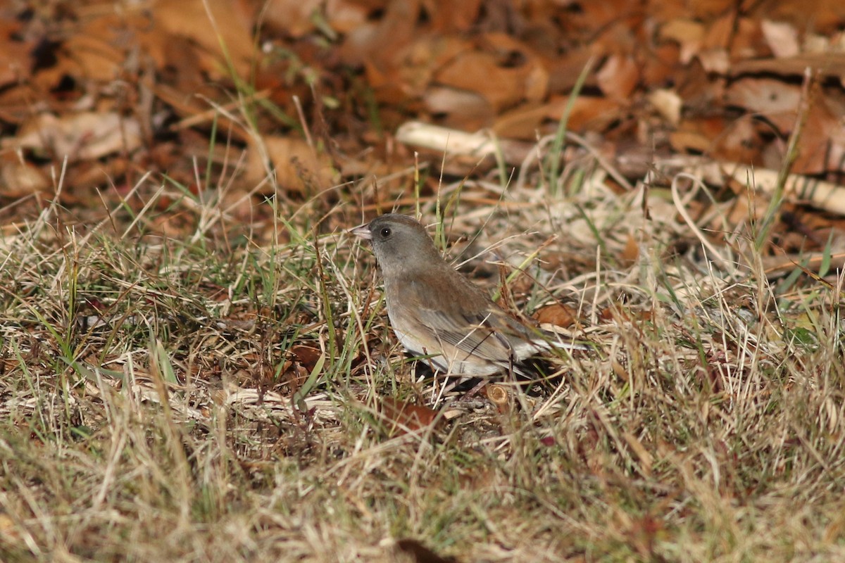 Dark-eyed Junco - ML626937265