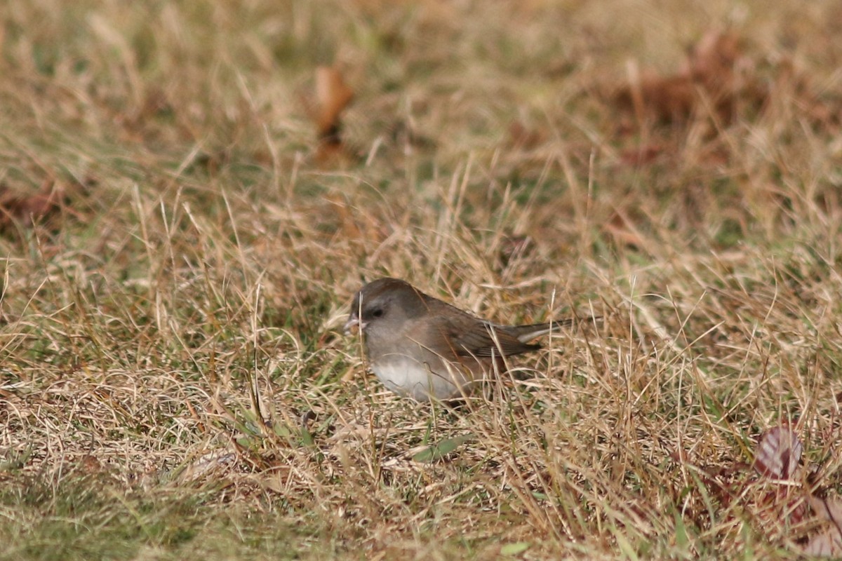 Dark-eyed Junco - ML626937288