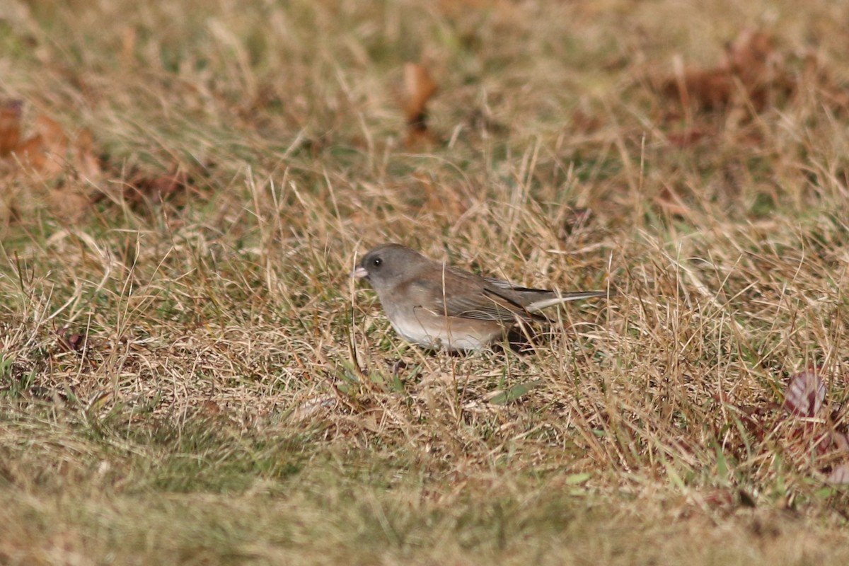 Dark-eyed Junco - ML626937302
