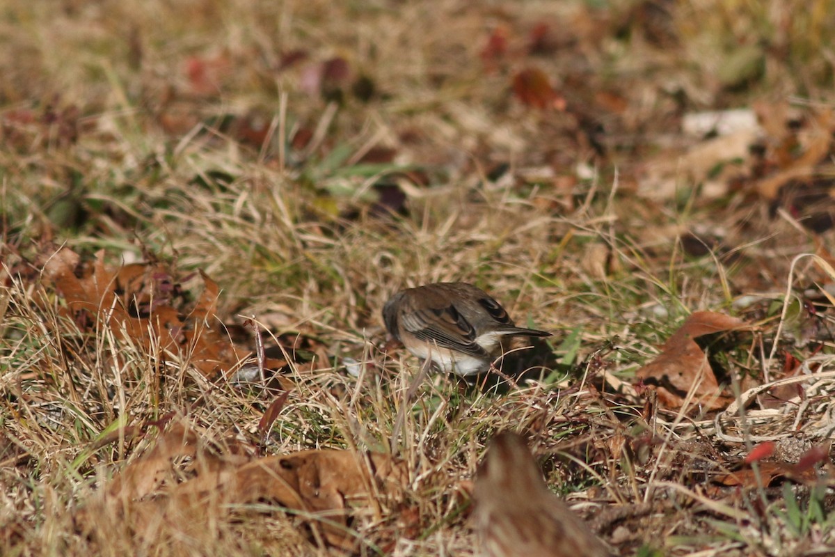 Dark-eyed Junco - ML626937345