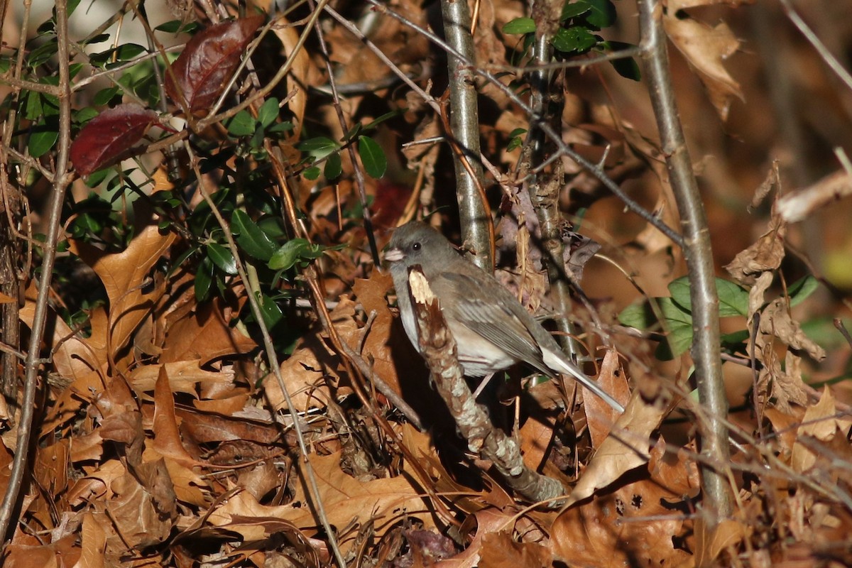 Dark-eyed Junco - ML626937388
