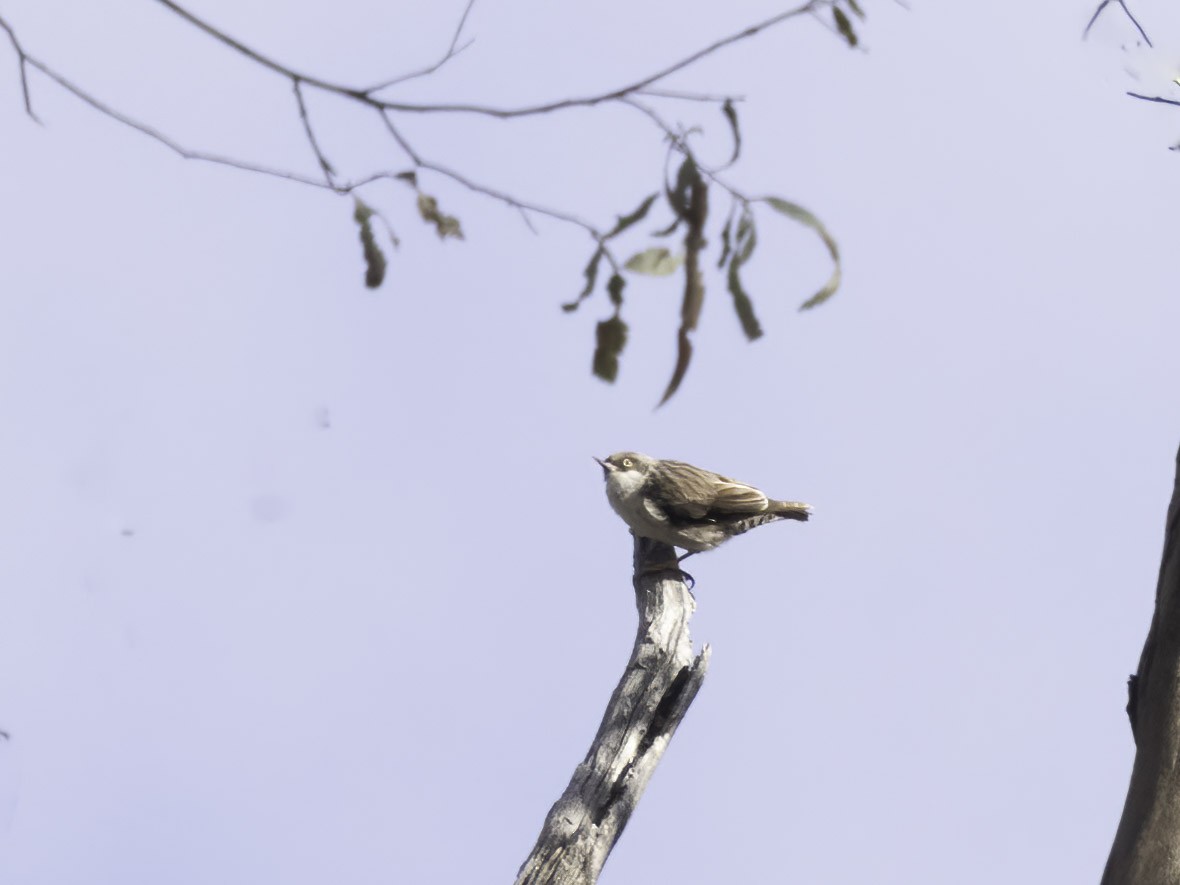 Varied Sittella - ML626937423