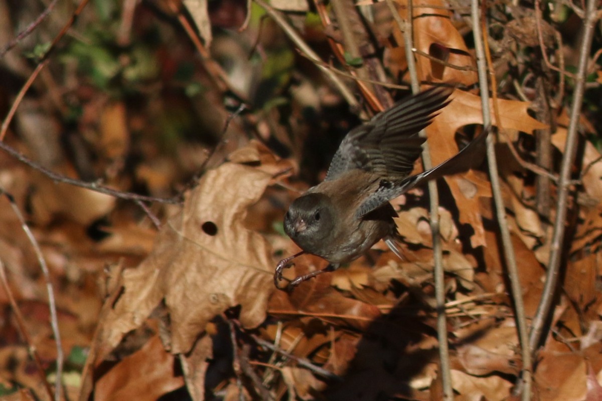 Dark-eyed Junco - ML626937459