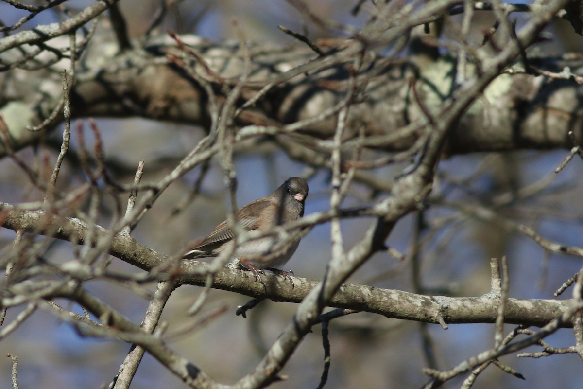 Dark-eyed Junco - ML626937482